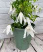 Clematis Broughton Bride