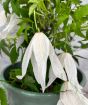 White Clematis           