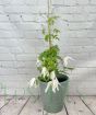 Clematis Broughton Bride