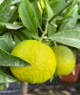 Ripening clementines, October 2022