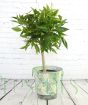 Large Clementine covered in new foliage and flower buds 