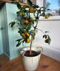 Large Clementine         