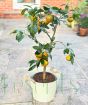 Large Clementine Tree on patio