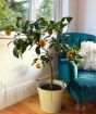 Large Clementine Tree indoors
