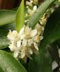 Clementine Flowers