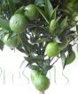 Young green clementine fruit