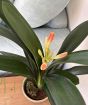 Clivia