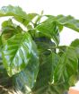 Large Coffee Plant