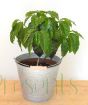 Large Coffee Plant