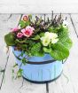 Hardy flowering plants in a planter