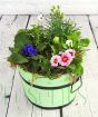 Seasonal flowering planted arrangement