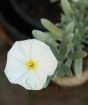 Convulvulus flower