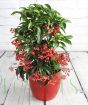 Ardisia