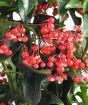 Close up of coral berries