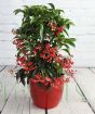 Coral berry 
