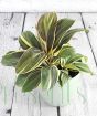 Cordyline chocolate Queen
