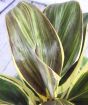 Close up of chocolate queen cordyline