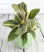 Cordyline in green ceranic pot. 