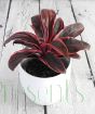 Cordyline Strawberry Queen