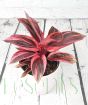 Cordyline Strawberry Queen