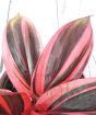 Cordyline Strawberry Queen