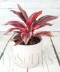 Cordyline Strawberry Queen