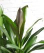 Close up of dark green and burgundy leaves