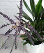 Cordyline Glabra
