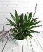 Cordyline Glabra