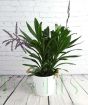 Cordyline glabra in flower