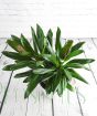 Cordyline glabra from above.