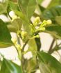 Corrugated orange bud