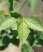 Cherry plum new growth