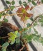 Close up of bronzed autumn foliage