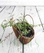 Cranberry basket from above