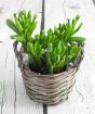 Crassula Hobbit in Brown Basket