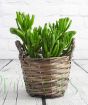Oval succulent leaves of the Crassula Gollum or Hobbit