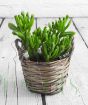 Easy to look after crassula Hobbit