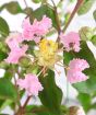 Crepe Myrtle