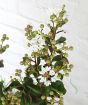 Crepe Myrtle