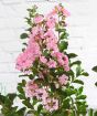 Crepe Myrtle