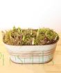 NEW crocus planter