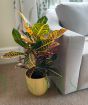 Croton Petra House Plant