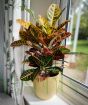 Croton houseplant
