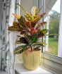 Croton Petra Plant