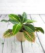 Croton Petra