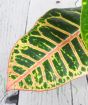 Close up of croton petra leaf