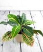 Croton Petra Plant
