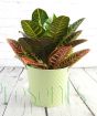 Croton Petra