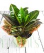 Croton Petra